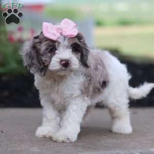Nicole, Cockapoo Puppy